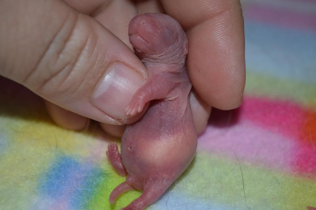 Violette et Léopaul né le 21 janvier 2013 *tous sdopté :) * - Page 2 DSC_0233_zps0e2d45c0