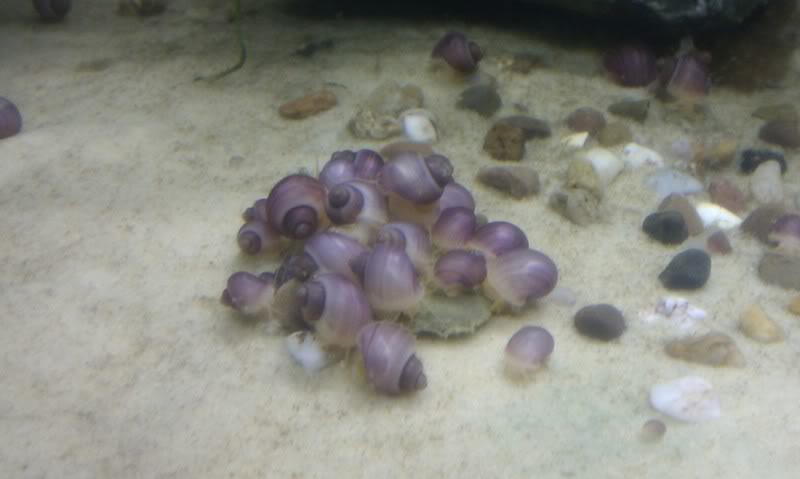 Light Striped Purple Apple Snails for sale.  Utf-8BSU1BRzA5MDkuanBn