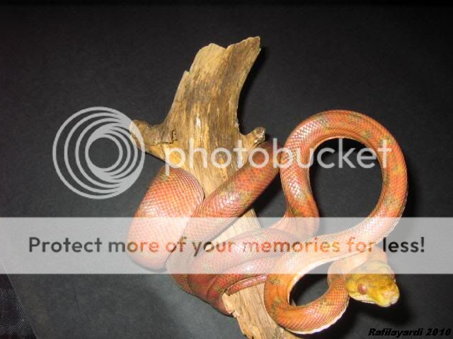 Corallus hortulanus orange / rouge IMG_0372