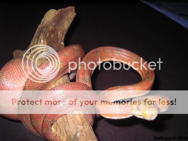 Corallus hortulanus IMG_0377