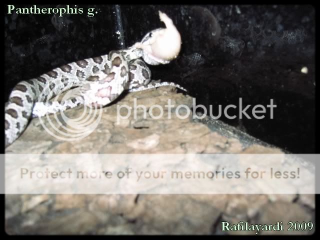 Morelia et Pantherophis Gut2