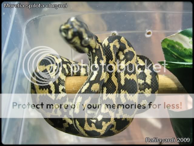 Morelia spilota cheynei IMG_0038