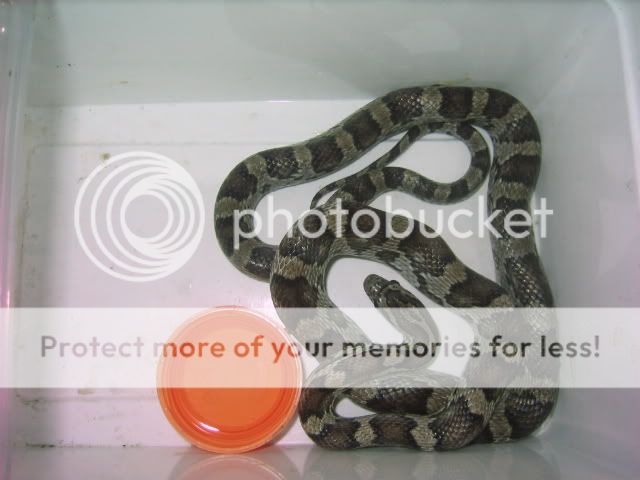 Pantherophis guttattus black albino IMG_0349