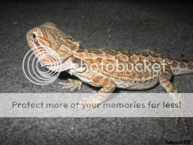 Pogona vitticeps Leatherback het. hypo possible het. translucent IMG_0365