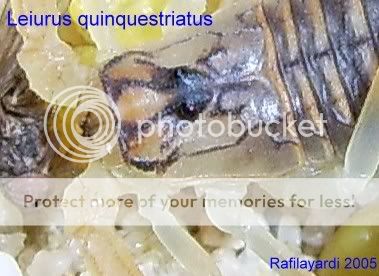Leiurus quinquestriatus C9a2b989
