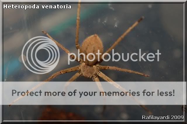 Lycosidae sp Ghana / Heterodopa venatoria Heteropodavenatoriafemelle2