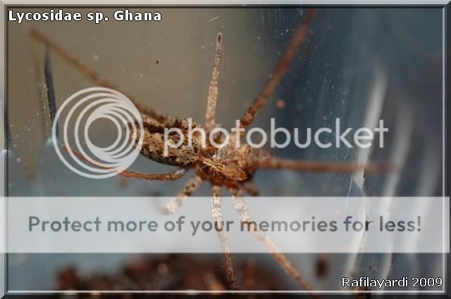 Lycosidae sp Ghana / Heterodopa venatoria LycosidaeGhanaII1