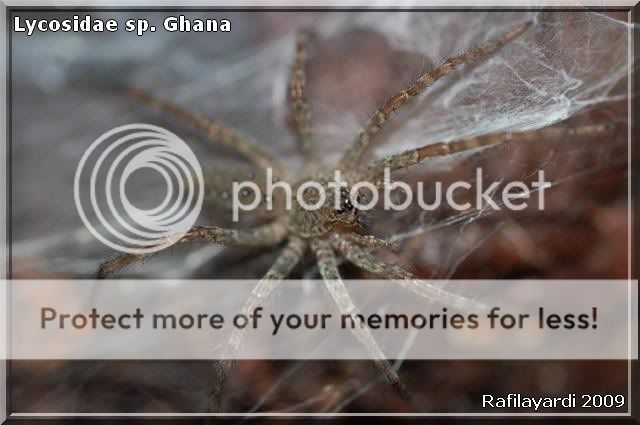 Lycosidae sp Ghana / Heterodopa venatoria Sossipus1