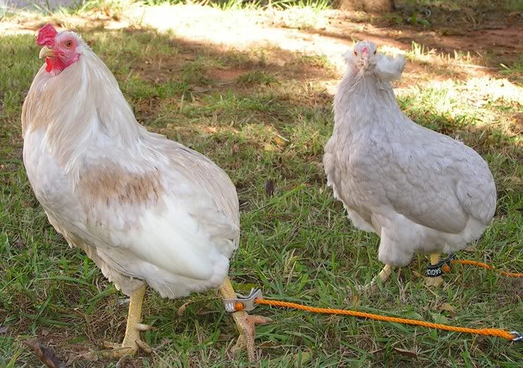 Araucana variété rare !! Victoriasperfectdeartes