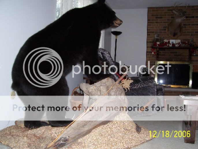 My Black Bear Mount BlackBear2