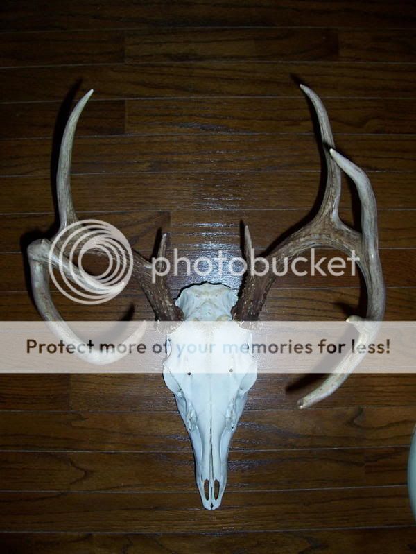 Lets see your deer mounts! EUROSkull