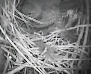 Webcam -Wren Nest - Eggs Laid! WEPics620