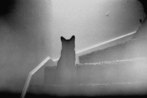 facultades perceptivas de los animales.  Ghost_cat1224426697