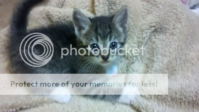 Free Kittens/cats to loving homes! Photobucket-1213-1324338001755