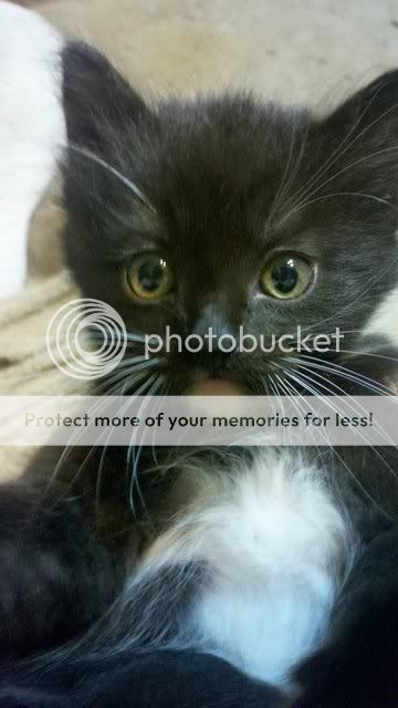 Free Kittens/cats to loving homes! Photobucket-1236-1324337880746