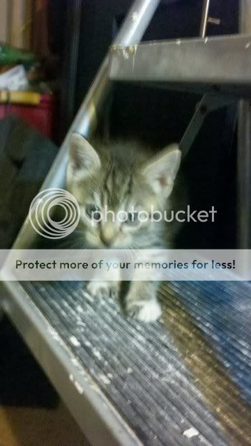 Free Kittens/cats to loving homes! Photobucket-1359-1324337908472