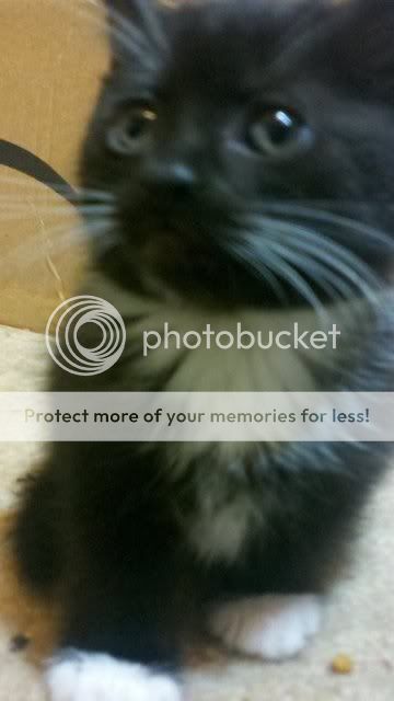 Free Kittens/cats to loving homes! Photobucket-755-1324337931826