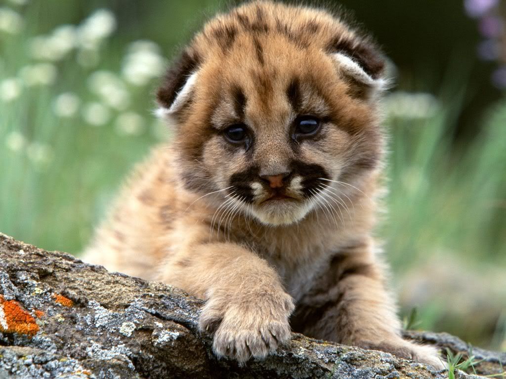 Cute Animal Tournament Round 3.2: Mountain Lion vs Seal Mountain-lion-cub