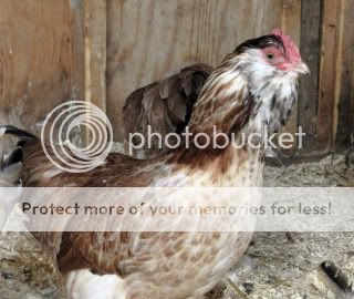 faverolle pullets for sale Faverollepullet