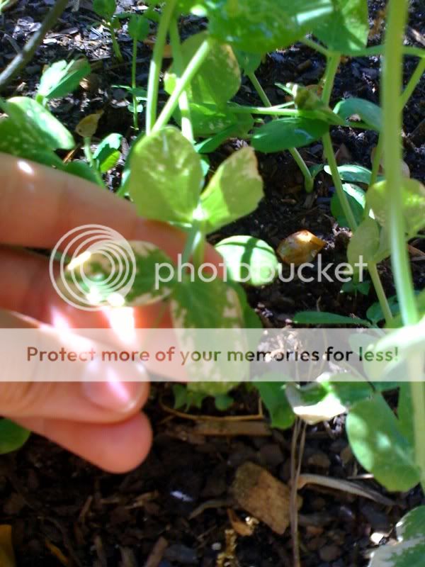 New Gardener, Help my plants look so small :( Photo-1