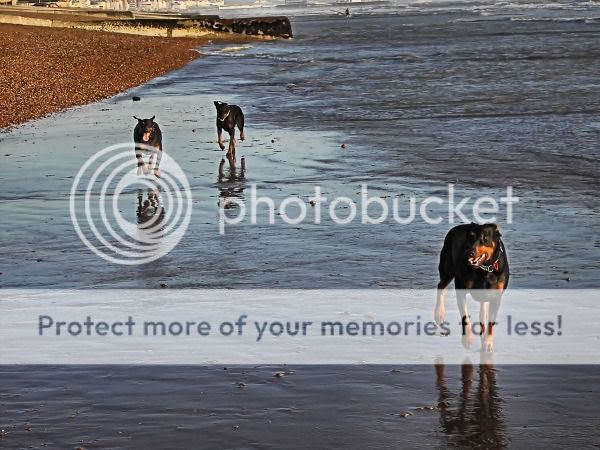 Dogs on the beach today. PICT2788