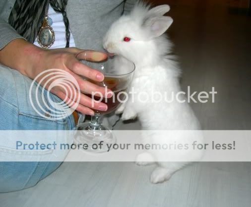 Stewie nicking my drink (video) 4300563614_d6775ecfdd_o