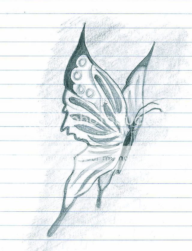 Butterfly Sketch Butterfly