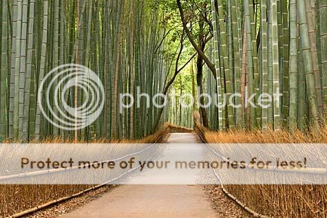 Japonya Fotografları - Sayfa 3 Kyoto-japan-bamboos