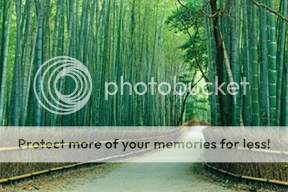 Japonya Fotografları - Sayfa 3 Kyoto_japan_bamboo_path_wall_mural-1