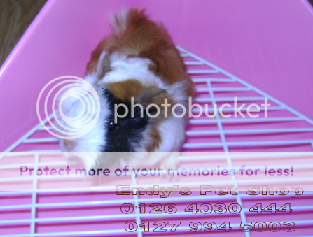 GUINEA PIG ( Bọ Ú Thái) MỚI VỀ M1