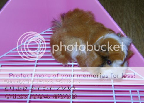 GUINEA PIG ( Bọ Ú Thái) MỚI VỀ M2