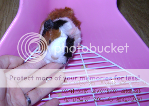 GUINEA PIG ( Bọ Ú Thái) MỚI VỀ M3