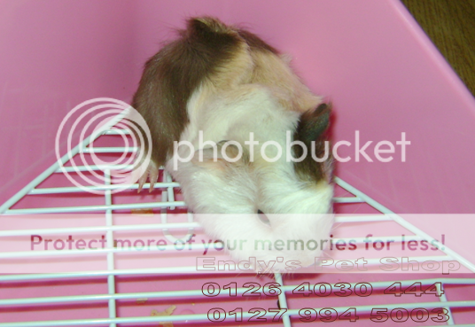 GUINEA PIG ( Bọ Ú Thái) MỚI VỀ M4