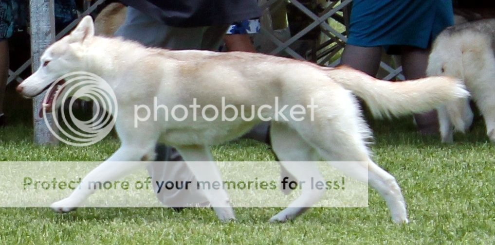 Went to a dog show - took pictures. C7951dbe-f941-4af7-be9d-6ac439319f74_zpsd2ba721c