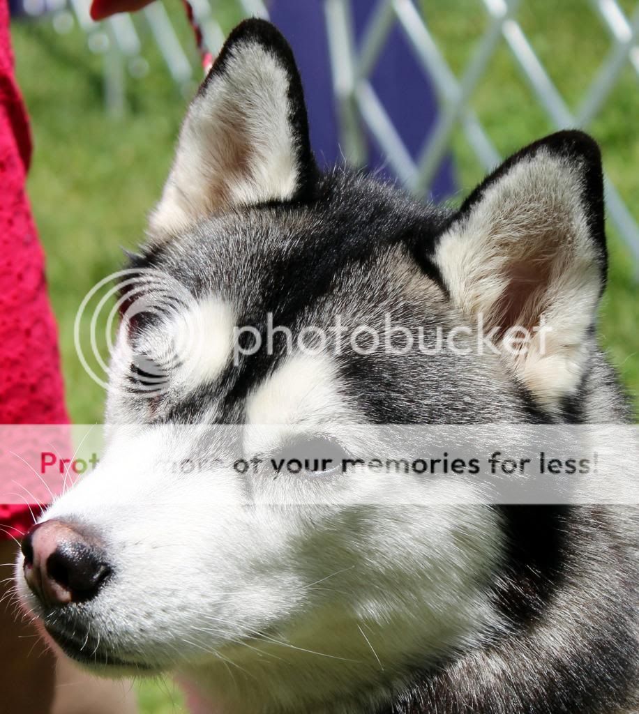 Went to a dog show - took pictures. F973469a-486c-4e93-8015-b836ba3325d3_zps9e2ec1de