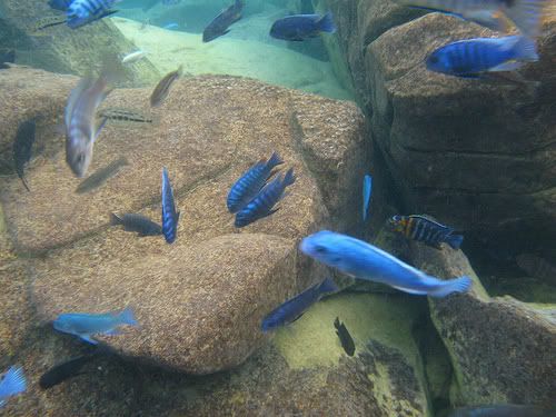 Lake Malawi Cichlids Pictures, Images and Photos