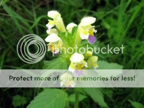 Hemp nettle Hemp.nettle