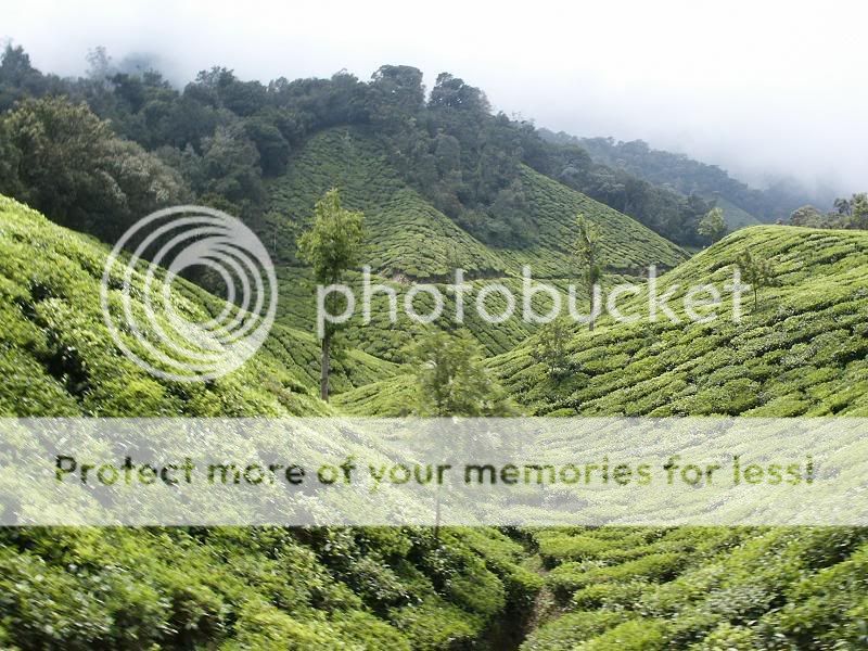 Beauty of Munnar PICT0076