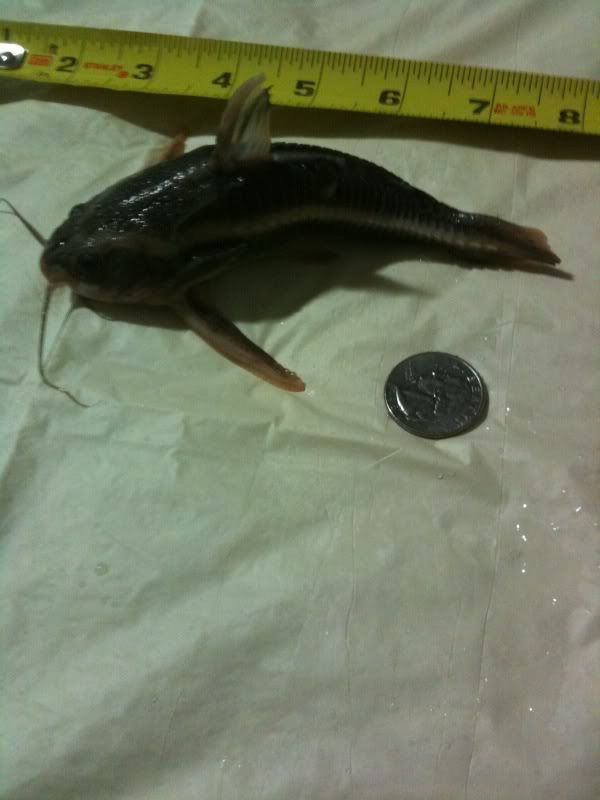 Lil  Raphael   Catfish pick up StripeRapchel