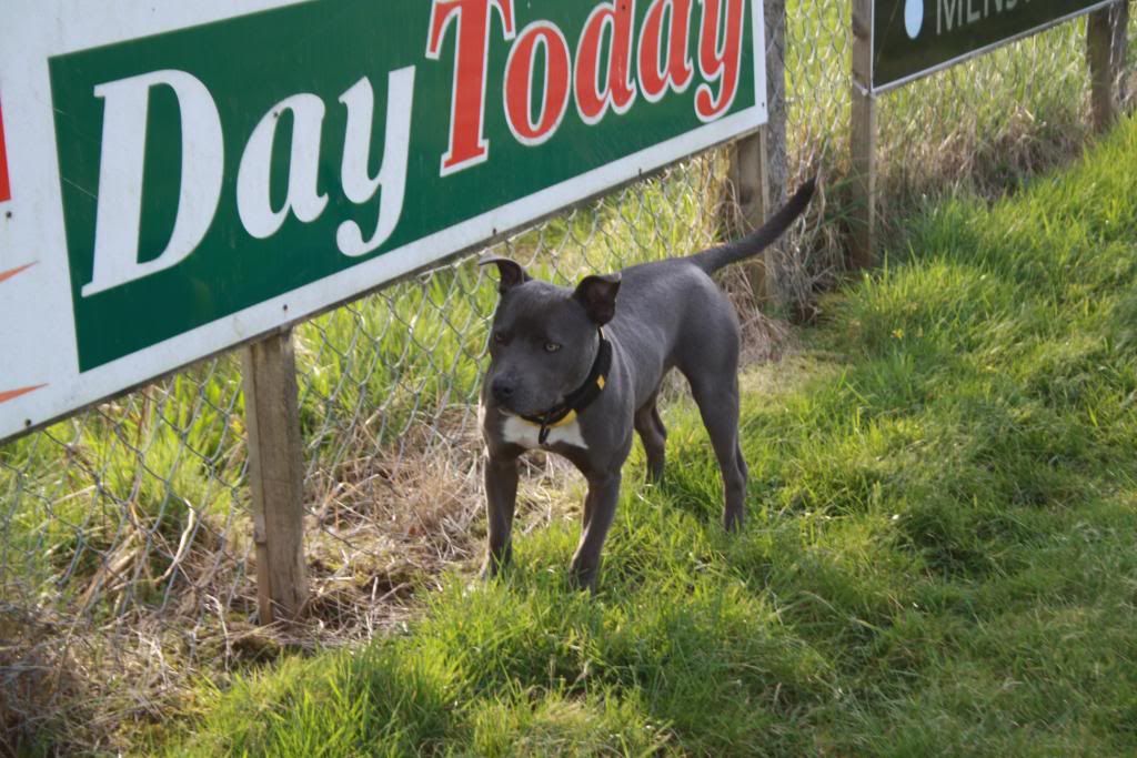 Introduce your staffie here - Page 2 Eddie22nd-03rd-2012006