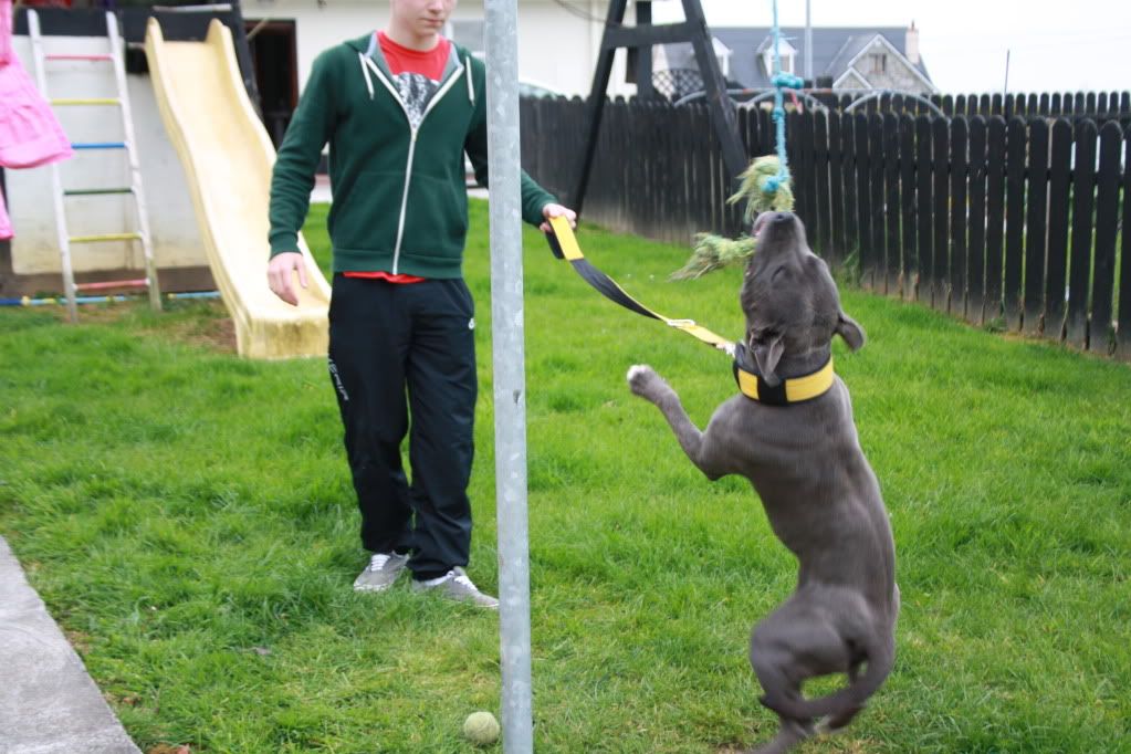 Introduce your staffie here - Page 2 Eddie2nd-05th-2012003