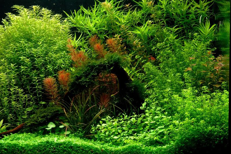 Evolucion Myriophyllum mattogrossense "Red" o muriendo? 380marzo3