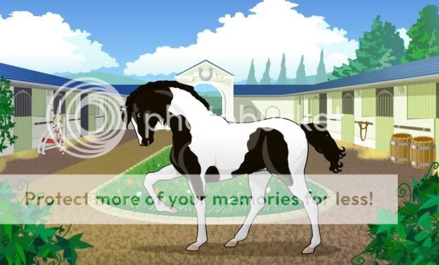 Opinions on My Lipizzans please!?! 39519_533974150075_71401378_31332388_7167115_n