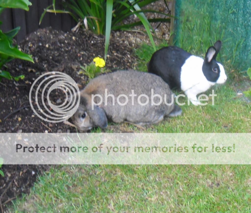 A few of my bunnies.... sorry.. pic heavy SophieandDarceyfreerangeingaren005_zpsb58b3b3d