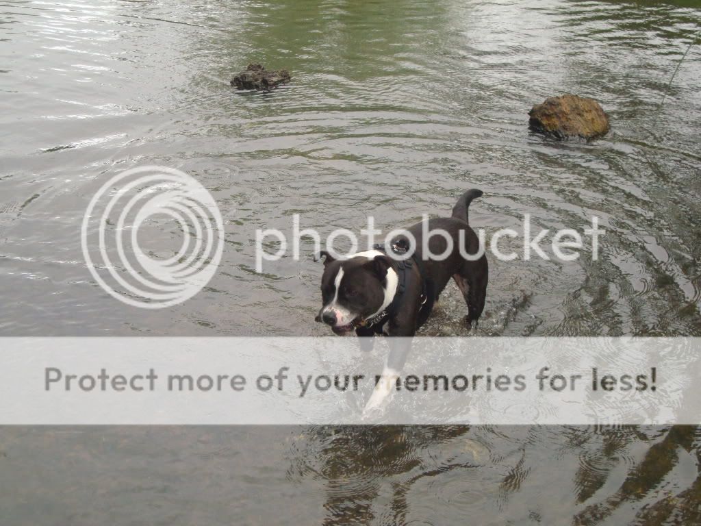 Woodys first swimming lesson! 029