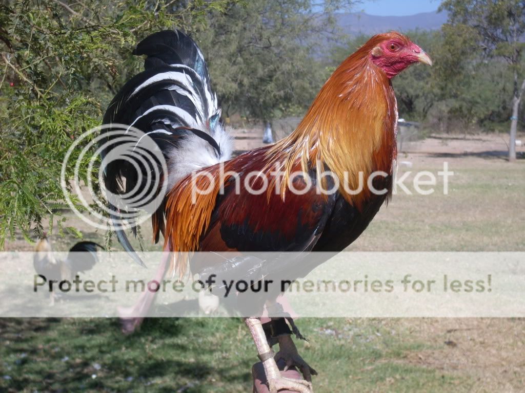 GALLOS PLUMA!!! - Página 2 SDC13348