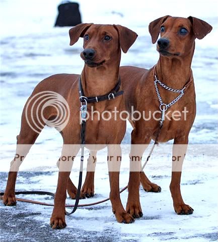 Rabies-rottene mine! :) 9