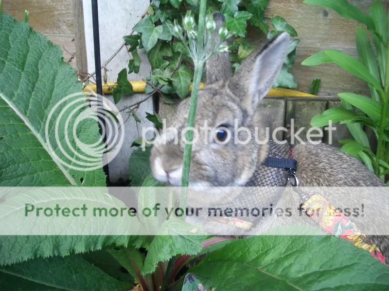 baby bunny pics- add yours. CIMG4014