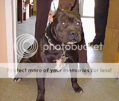 صور كلاب شرسه Pitbull-dogs-bigblackpitbull