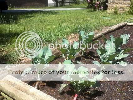 pics of my raised beds Brocoli2011